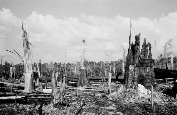 Amazon deforestation