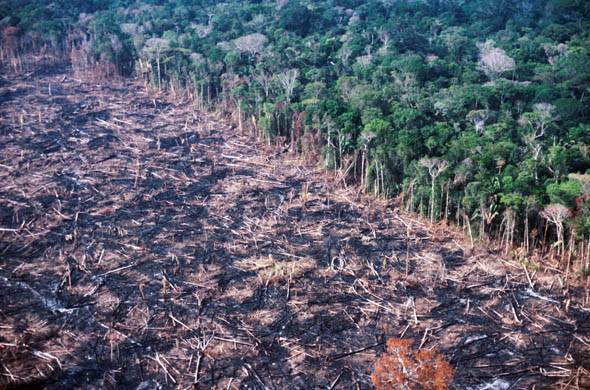 Amazon Deforestation Rate