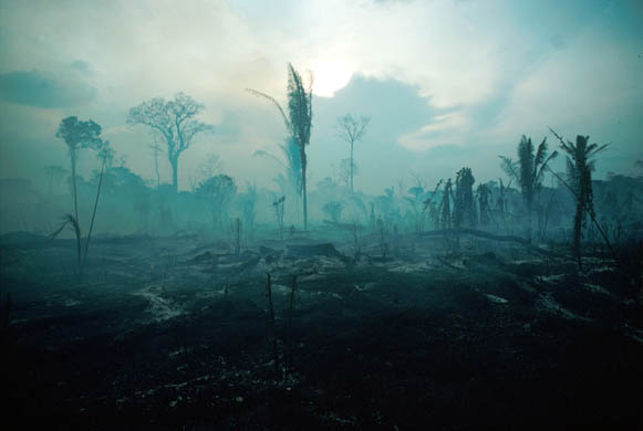 Amazon deforestation