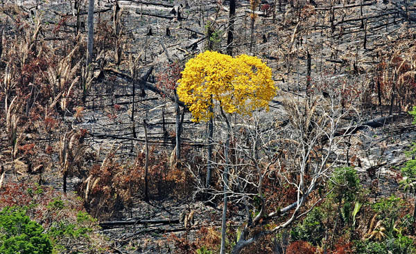 Amazon deforestation