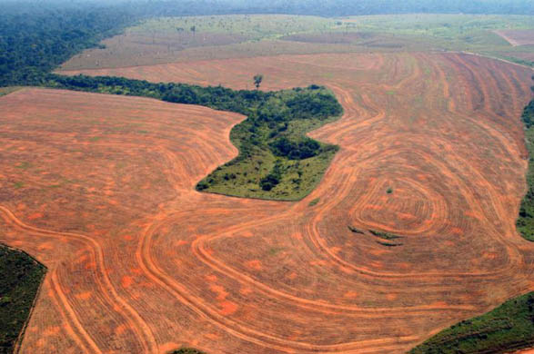 Amazon deforestation