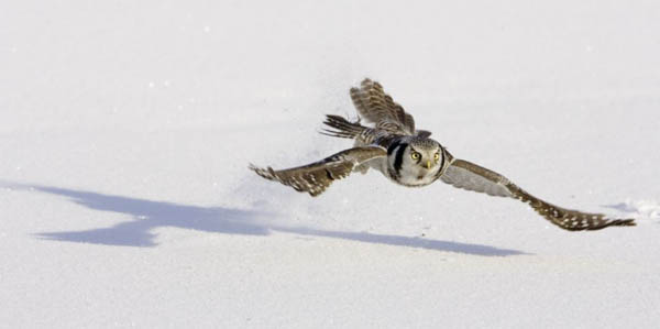 Hawk owl hunting in an area of Finland