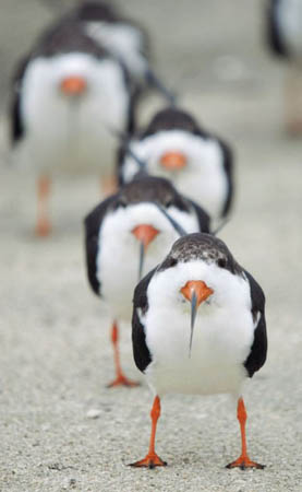A flock of balck skimmers on Merritt Island, Florida