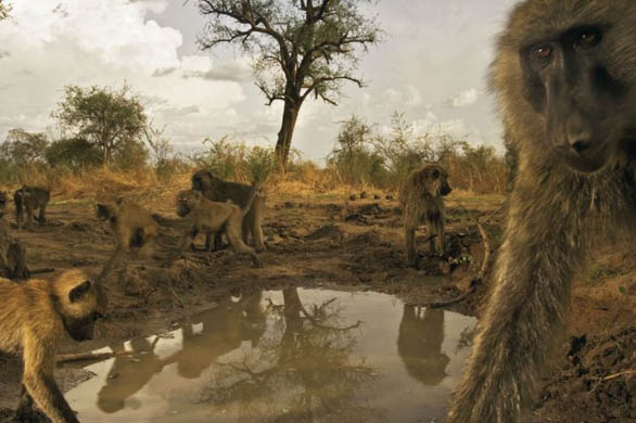 Baboons, Zakouma National Park, Chad