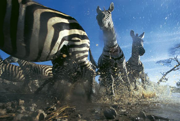 Zebras, Serengeti