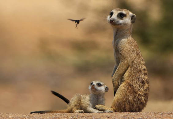 Meerkats in South Africa s Tswalu Kalahari reserve