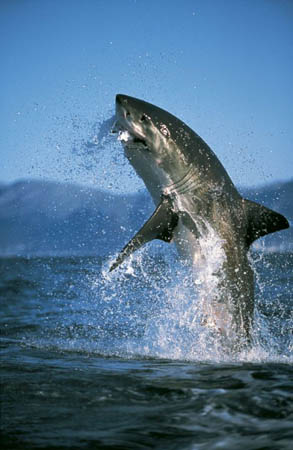 Great White off Seal Island in False Bay, South Africa