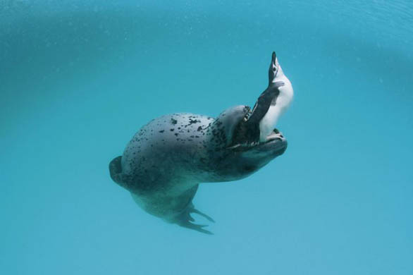 At Anvers Island off the Antarctic Peninsula