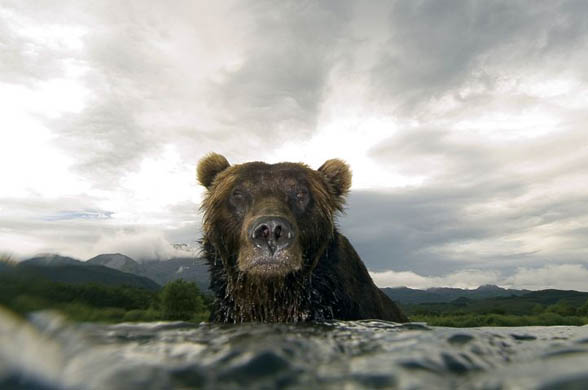 Brown bear, Ozernaya River in southern Kamchatka, East Russia