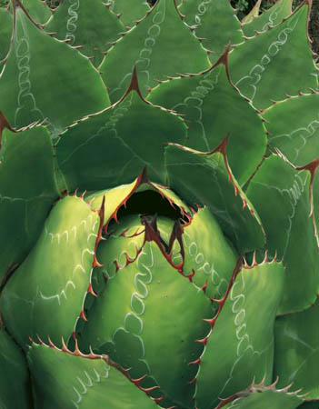 Drought-resistant agave in the mountains of the Sierra Madre Oriental, Mexico