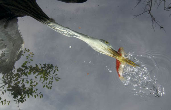 Heron fishing