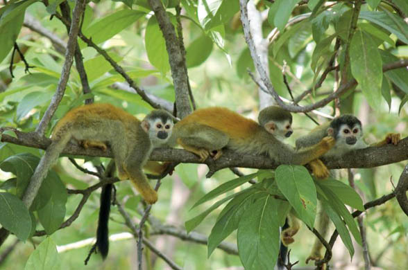 Squirrel monkeys, in Costa Rica