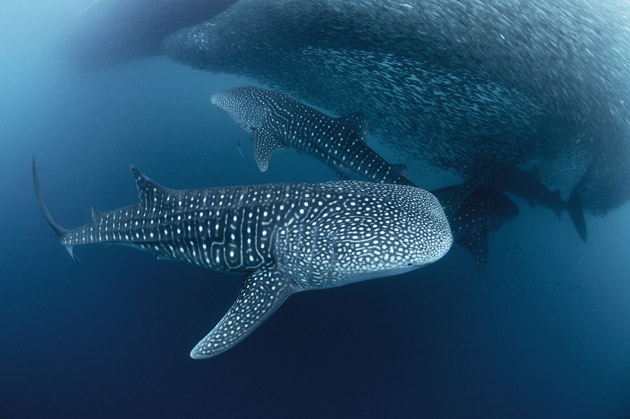 Basking sharks feeding