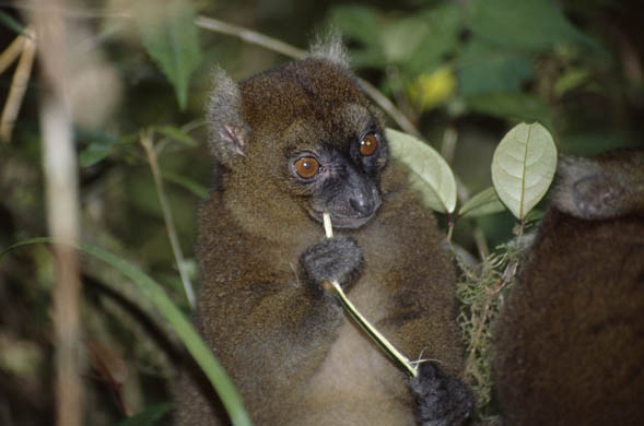 Greater Bamboo Lemur