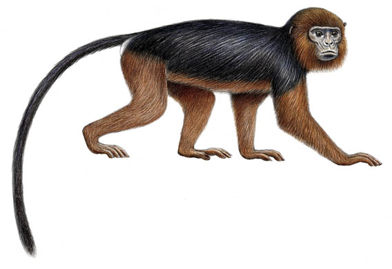 Miss Waldron's red colobus