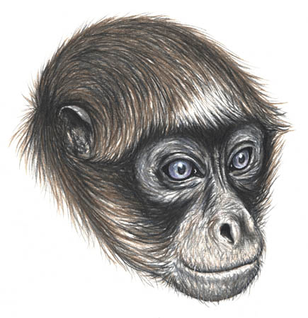 Hybrid spider monkey