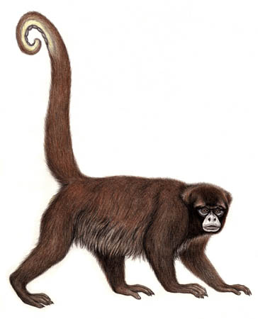 Yellow-tailed woolly monkey