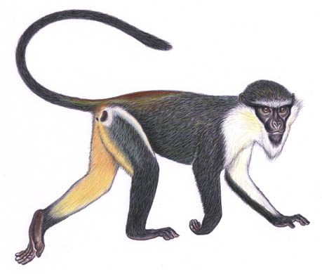 Roloway monkey