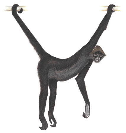 Brown-headed spider monkey