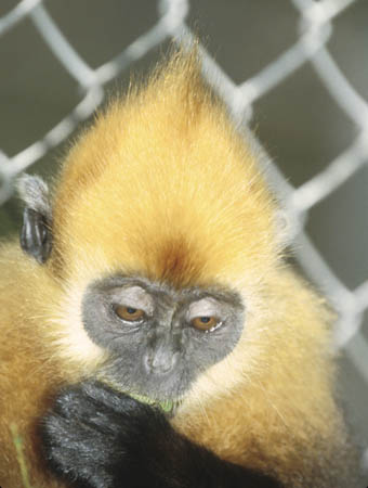 Cat Ba island golden headed langur