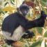 Delacour's langur