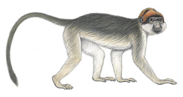 Tana river red colobus