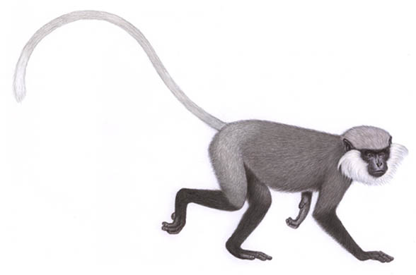 Western purple-faced langur