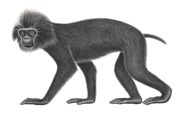 Pig-tailed langur