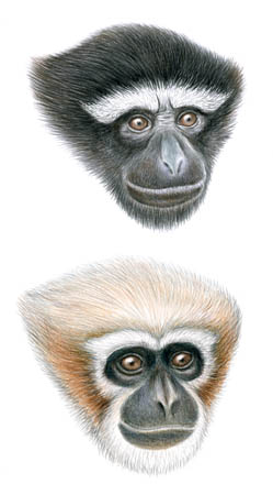 Western hoolock gibbon