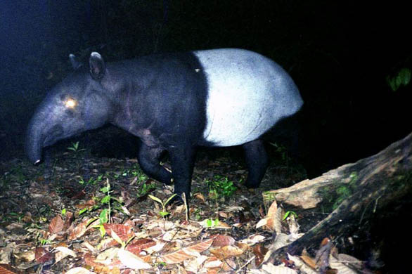 A tapir in Sumatra