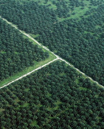 A palm plantation on the outskirts of Medan, North Sumatra