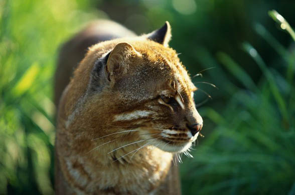 An asiatic golden cat