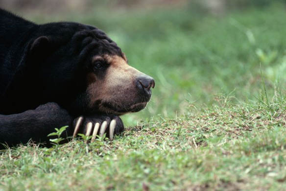 A sun bear