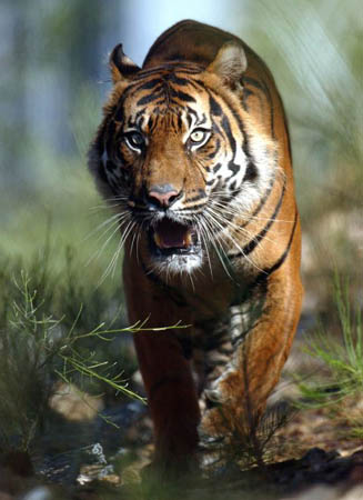A Sumatran tiger