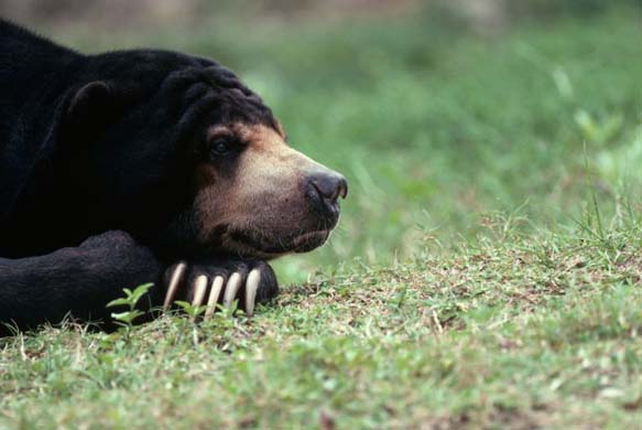 Sun Bear