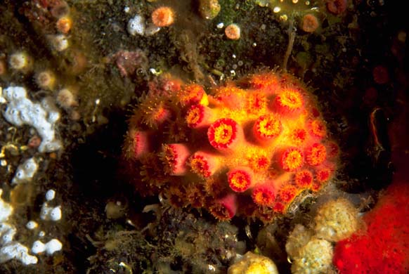 Floreana Coral
