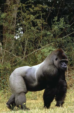 Western Lowland Gorilla