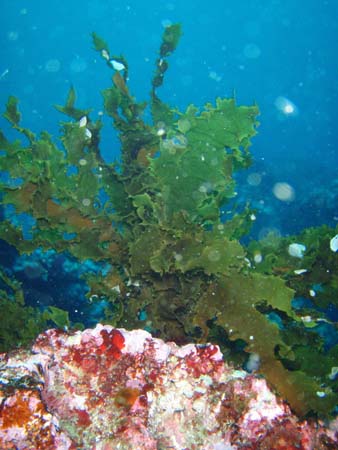 Galapagos kelp
