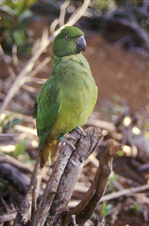 Mauritius Echo Parakeet