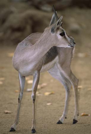 Speke's Gazelle