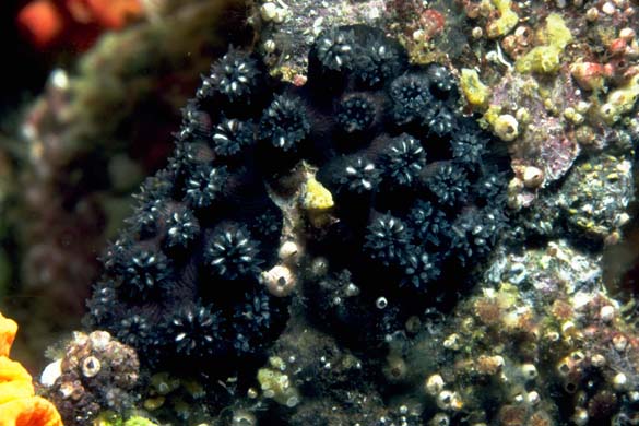 Wellington's Solitary Coral