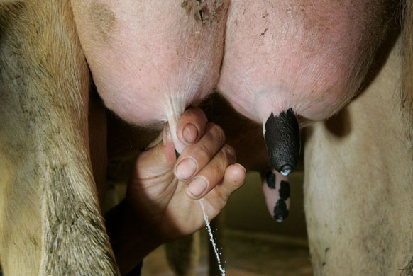 dairy farming in usa