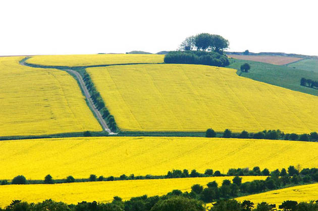 Wiltshire, UK: Oilseed rape growing on the Lambourn Downs