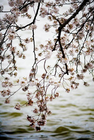 Washington, US: A cherry tree branch hangs over the water during the first day of the annual National Cherry Blossom festival