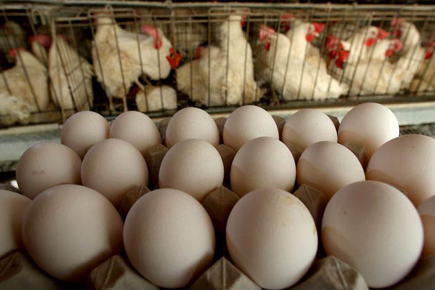 Ramot Hashevim, Israel: Freshly-laid eggs are collected for delivery