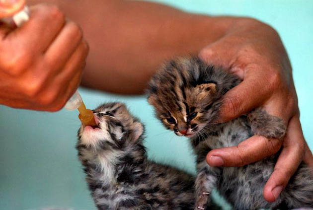 Guwahati, India: Week old leopard cats