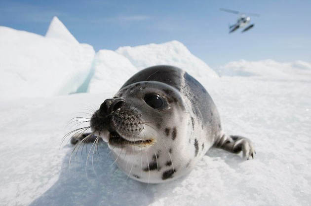 Charlottetown, Canada: A harp seal pup on an ice floe