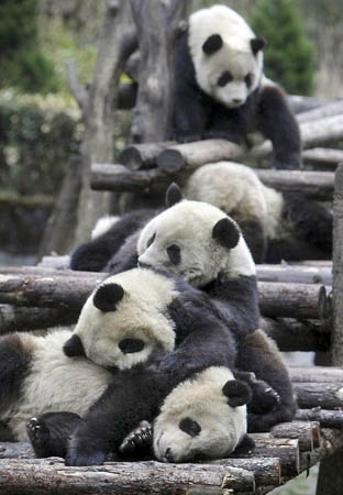 Wolong, China: Pandas sleep at the Giant Panda Protection and Research Centre