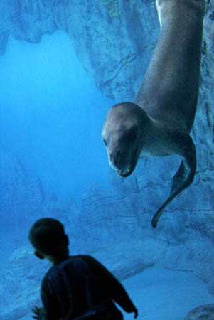 Sydney, Australia: Brooke, a leopard seal, watches a child in its new enclosure Taronga zoo