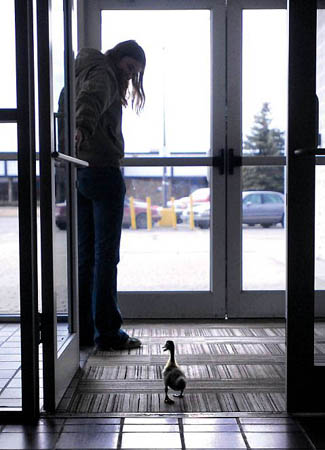 Kalispell, US: Amber Keeley opens the door for her pet duckling 'Rallie'. The blue Swedish duckling goes everywhere with her